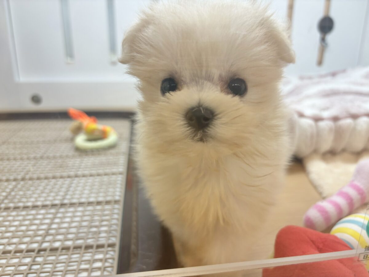 チワマル（マルチワ）
