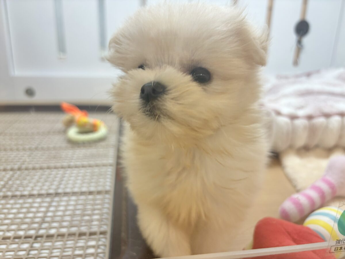 チワマル（マルチワ）