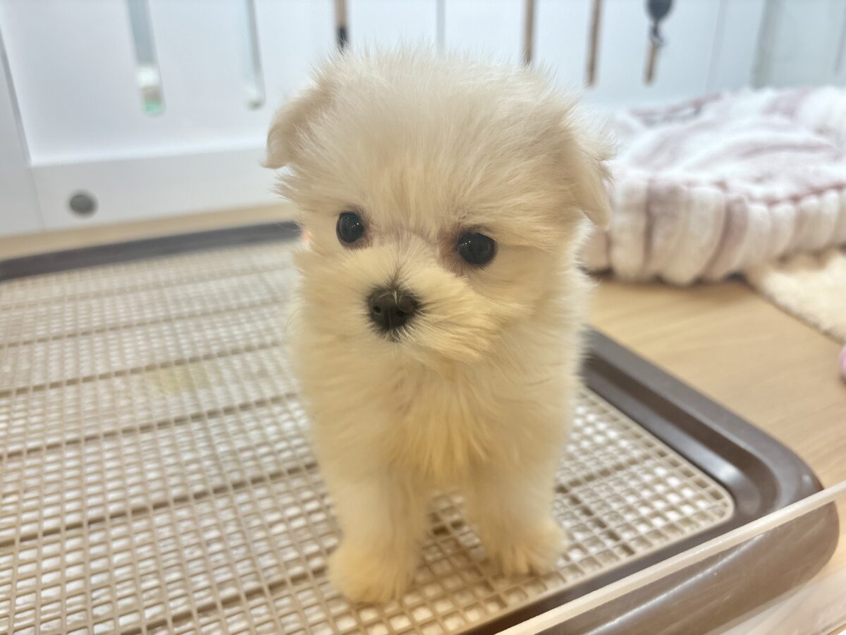 チワマル（マルチワ）