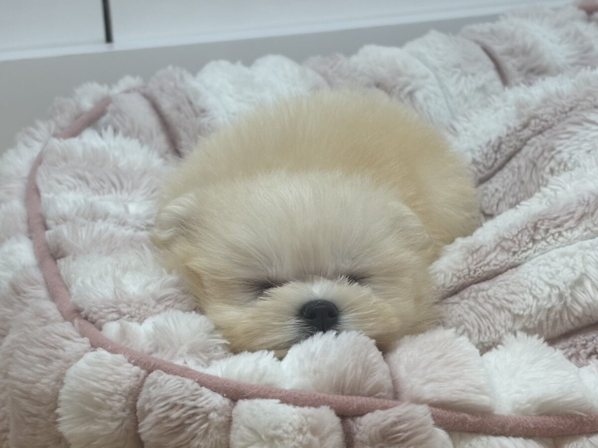チワマル（マルチワ）