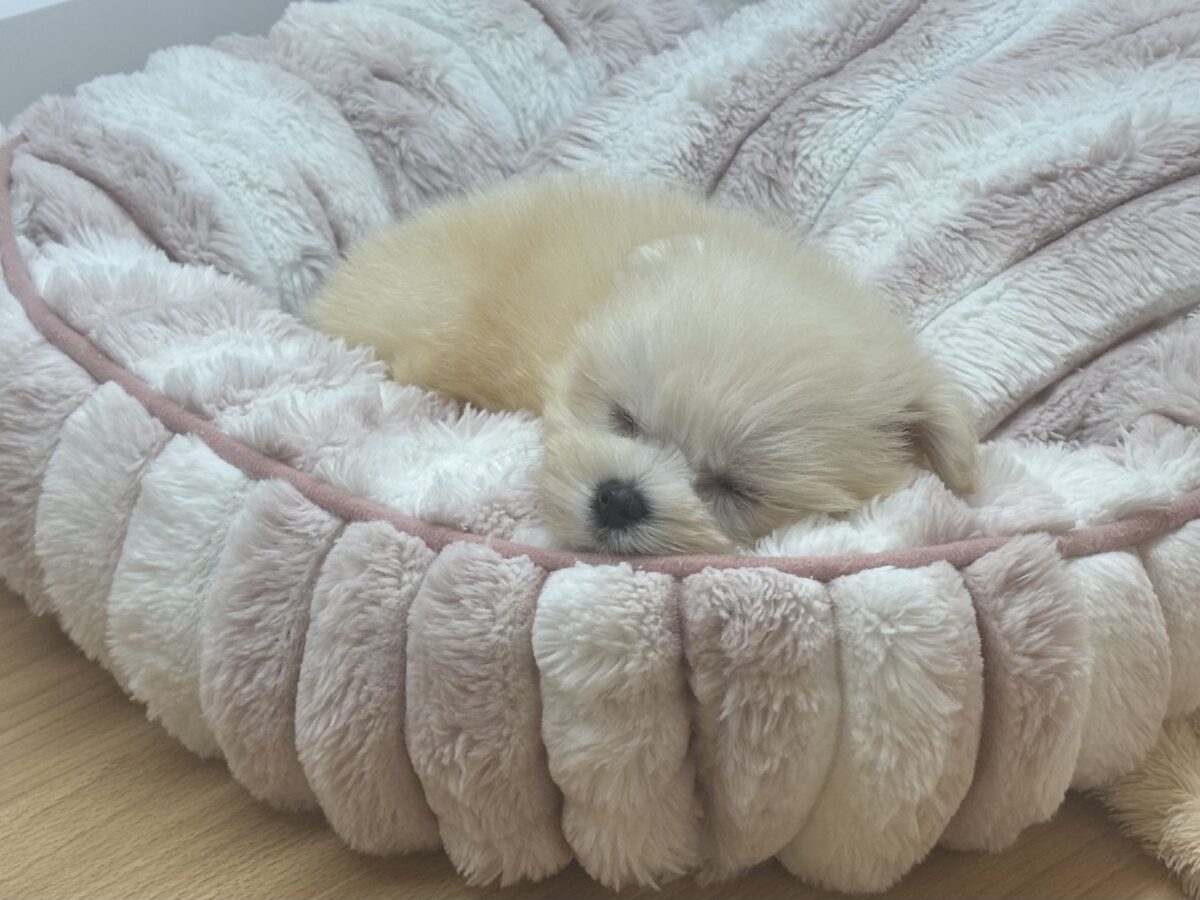チワマル（マルチワ）
