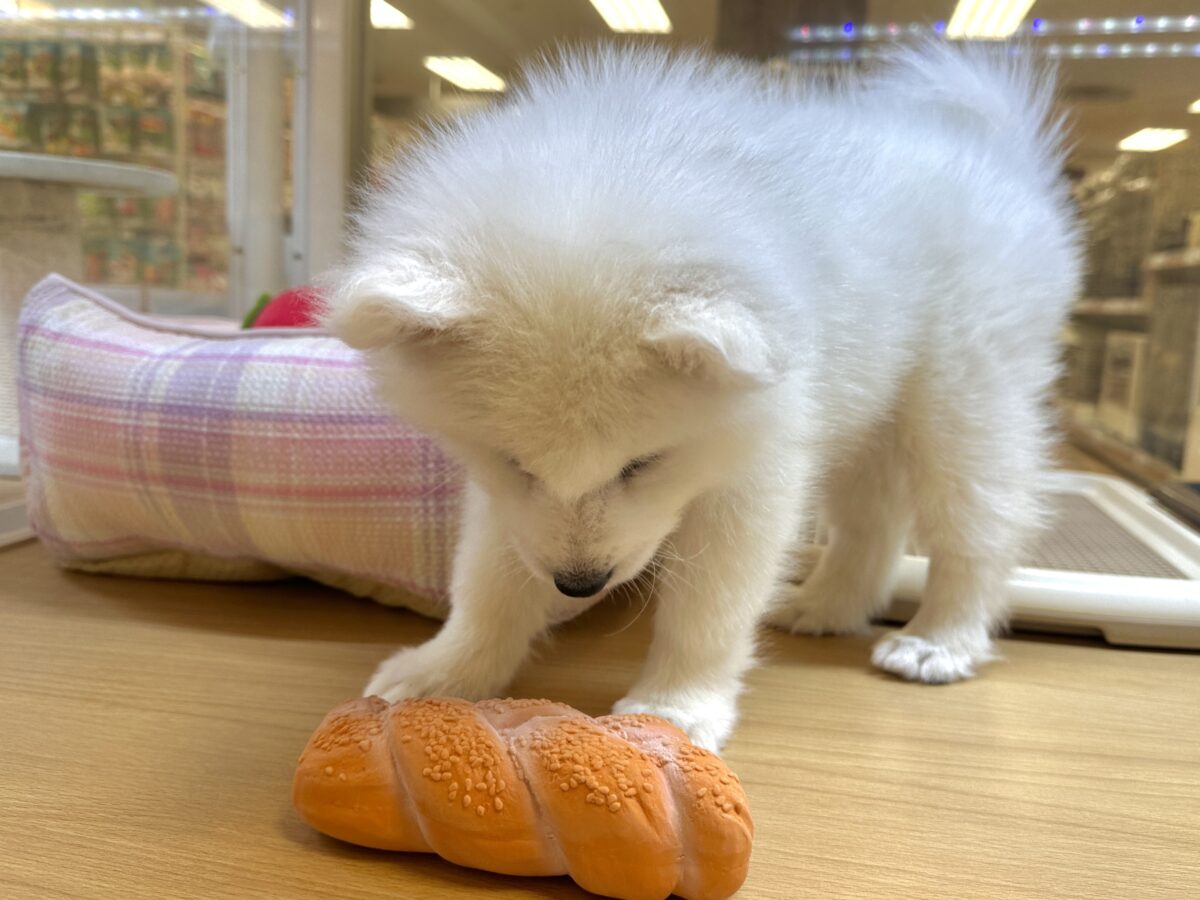 サモエド