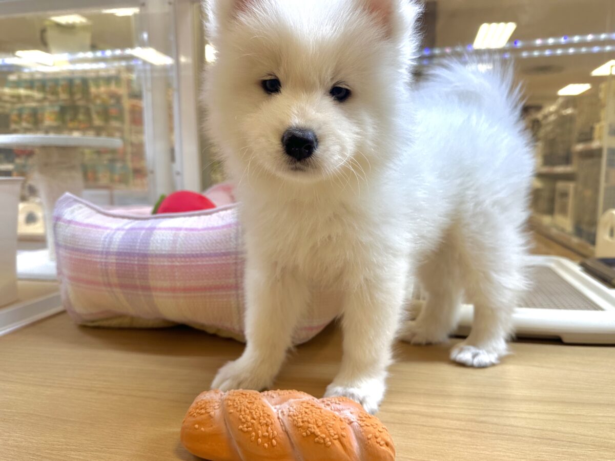 サモエド