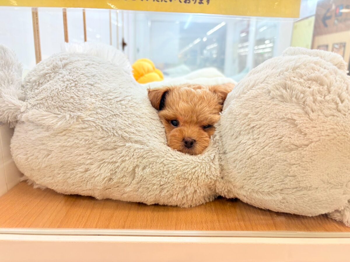 ポメプー