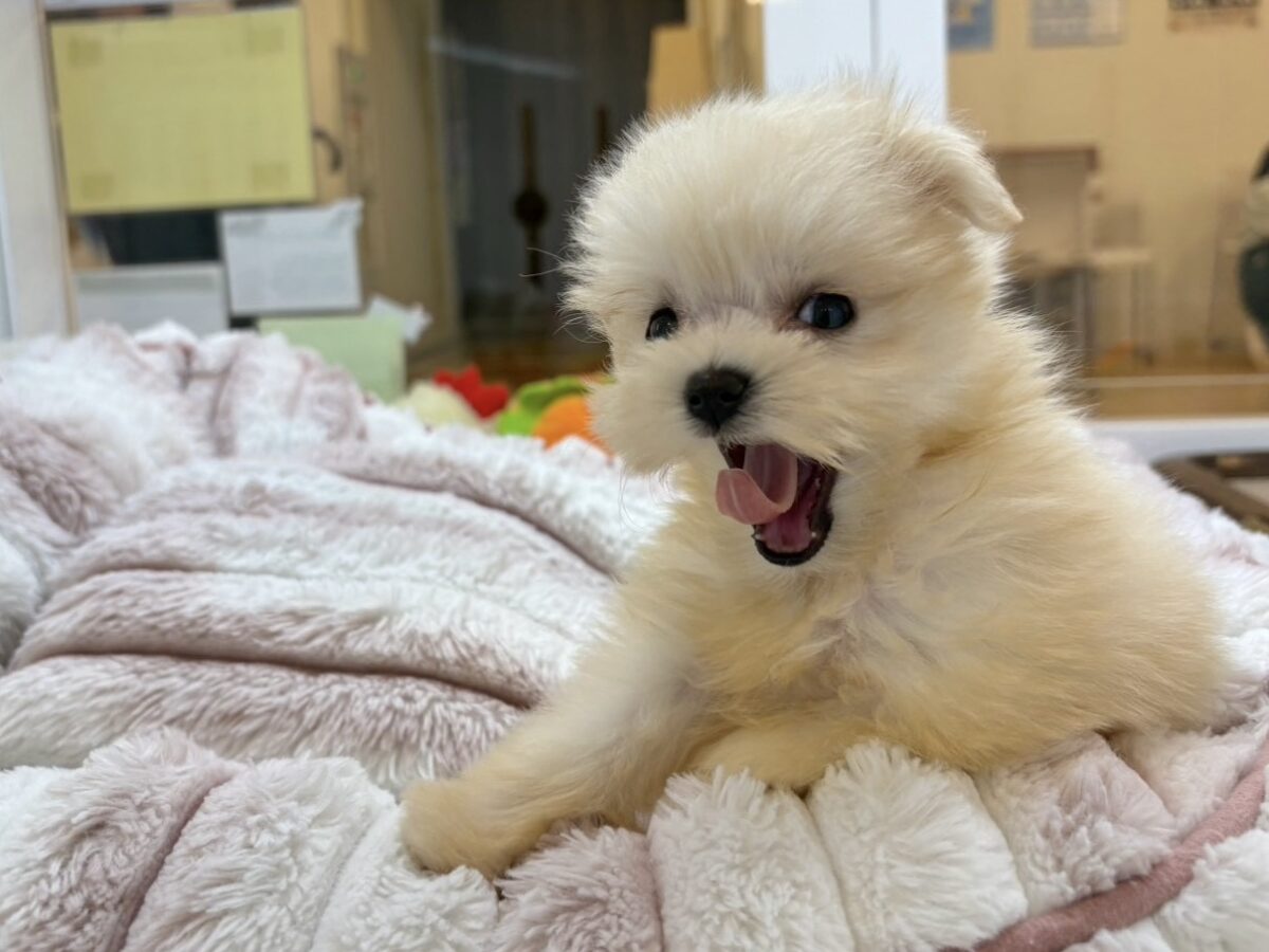 チワマル（マルチワ）