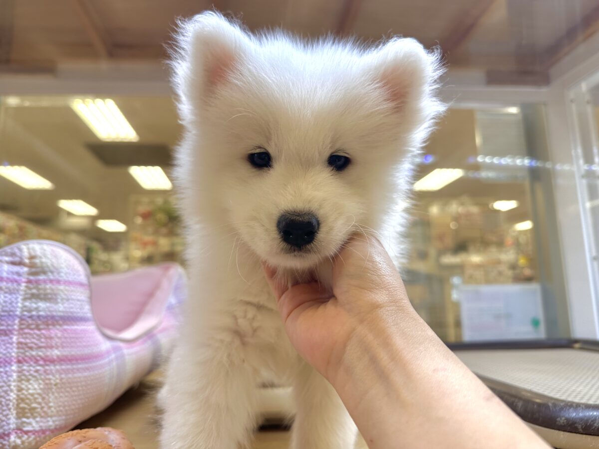 サモエド