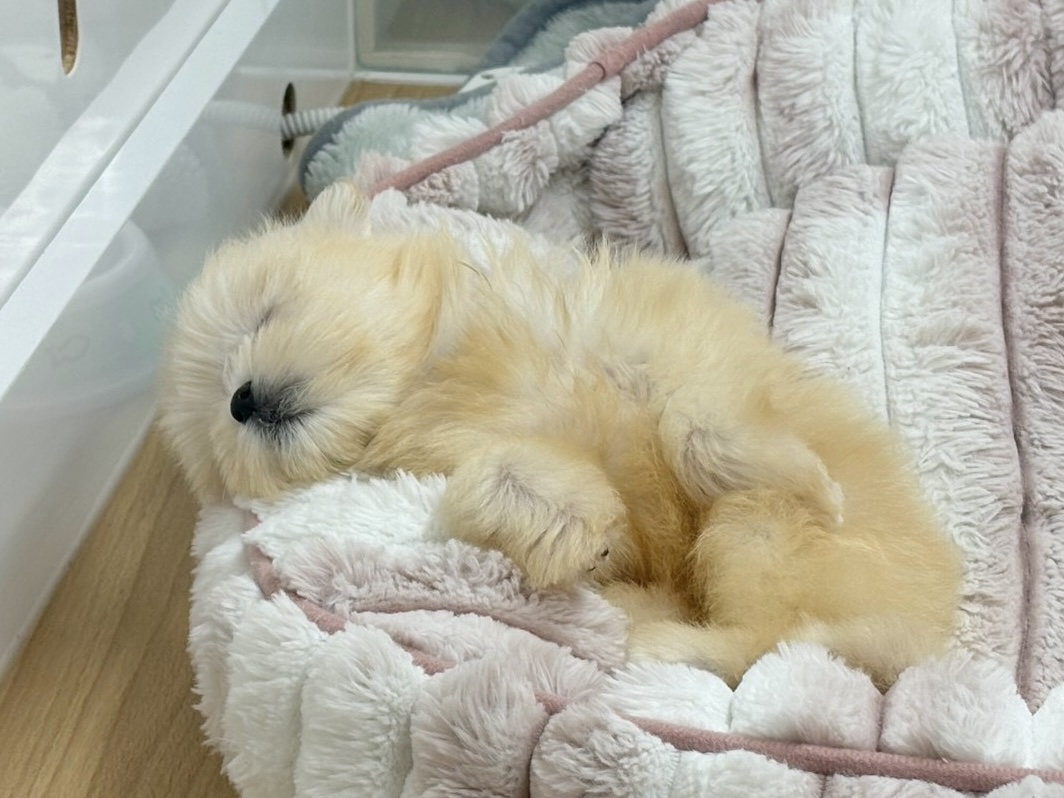 チワマル（マルチワ）
