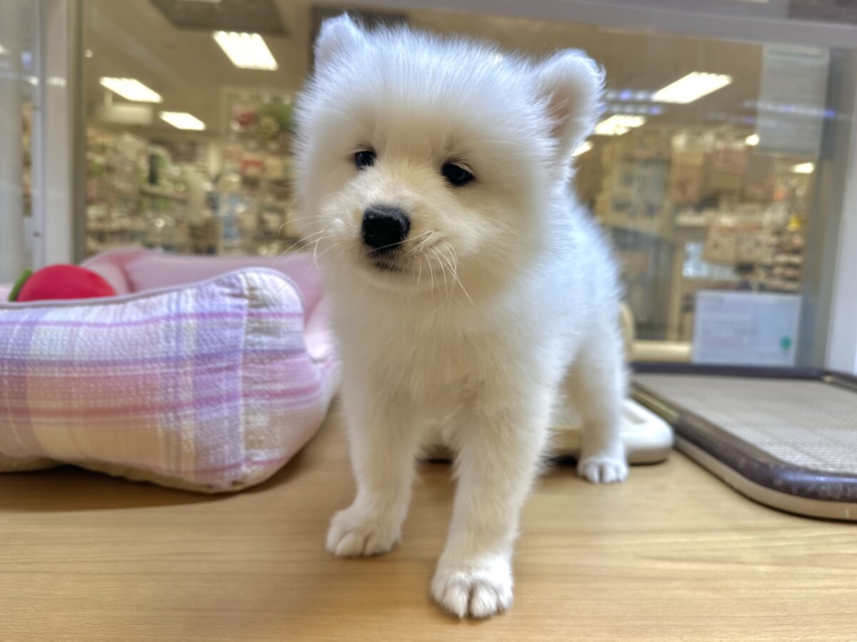 サモエド