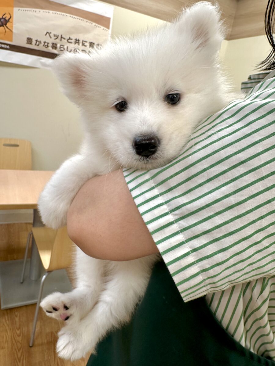 ぎゅっと掴んで離さない♩白いモフモフサモエドちゃん