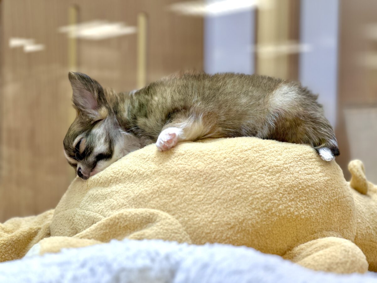 ふわふわもちもち(♡ω♡)チワワくん チワワ