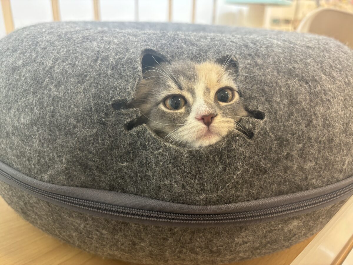 サイベリアン