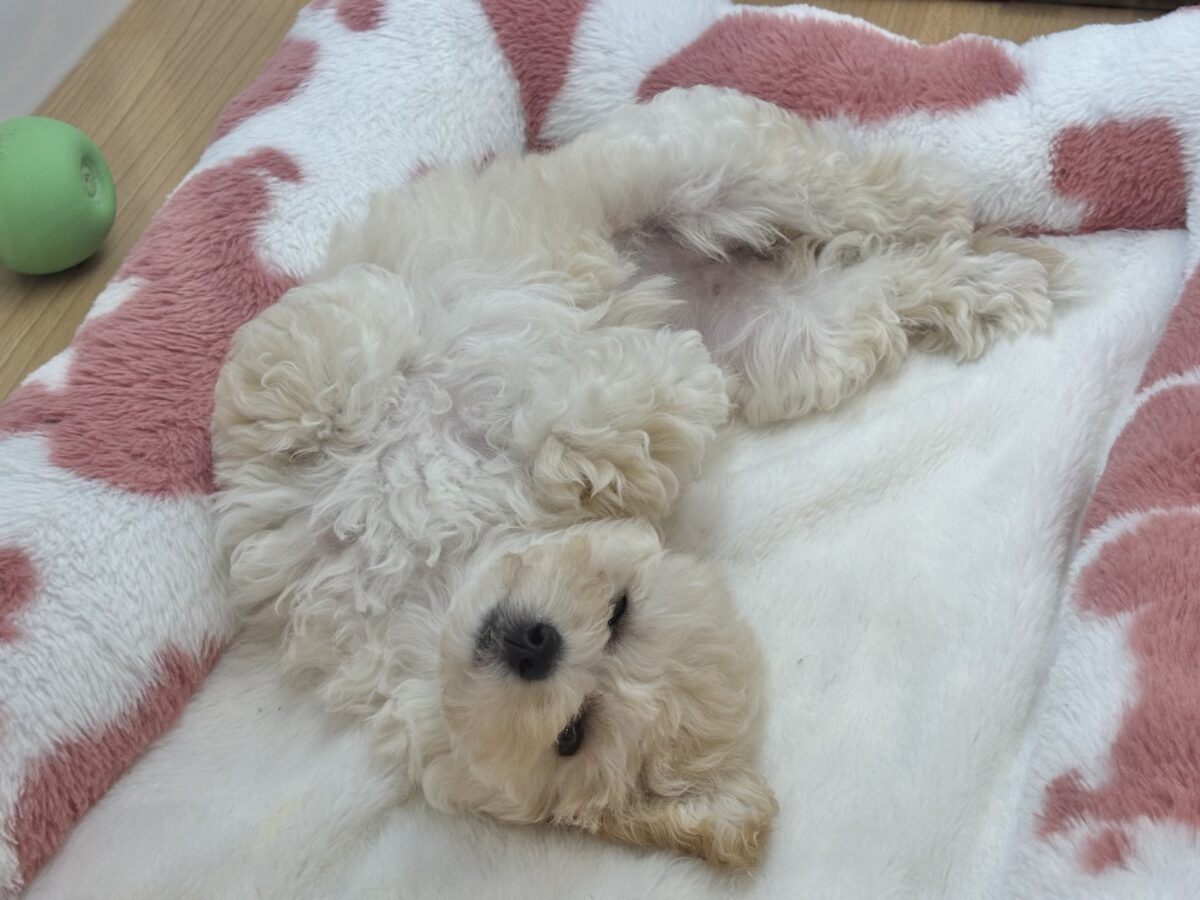 抱き心地満点の激かわぬいぐるみ??ビションプーちゃん! ビションプー