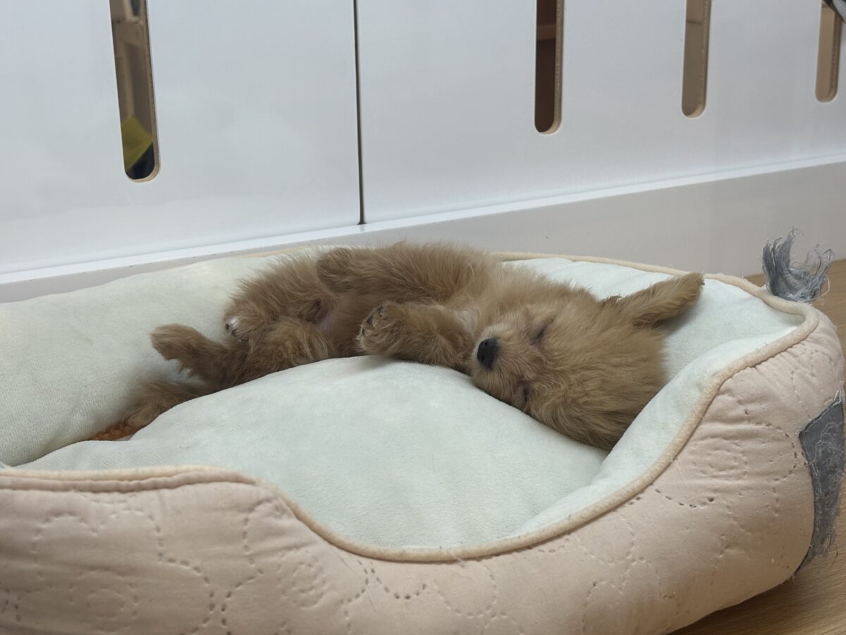 チワプー