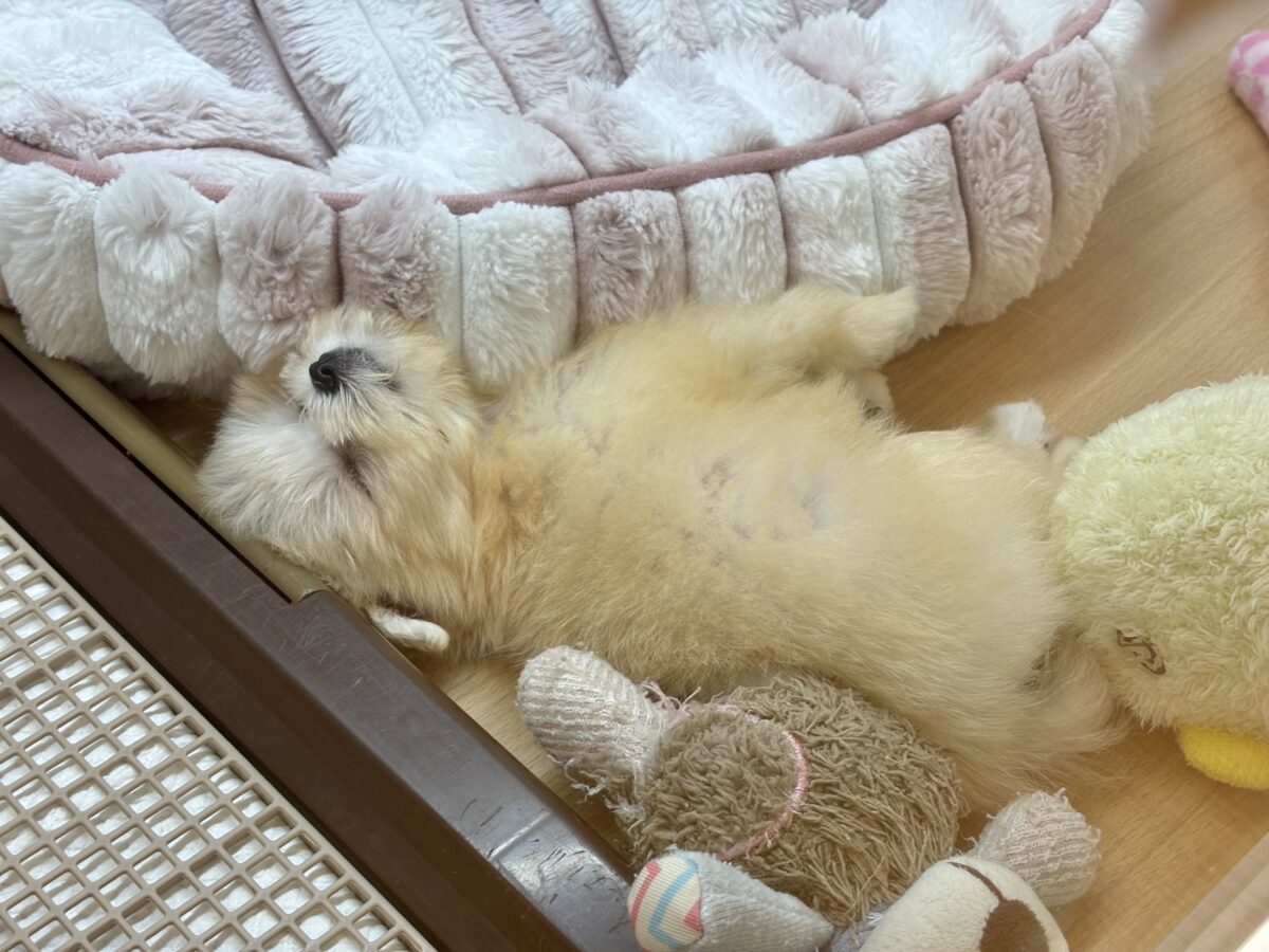 チワマル（マルチワ）