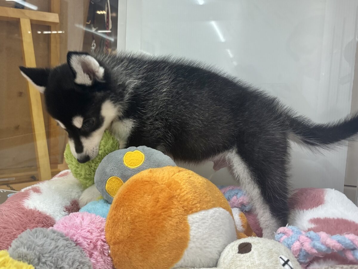 シベリアンハスキー