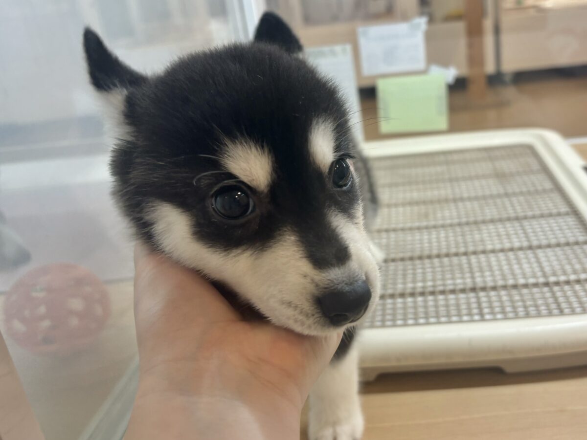 シベリアンハスキー