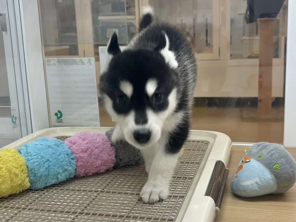 シベリアンハスキー