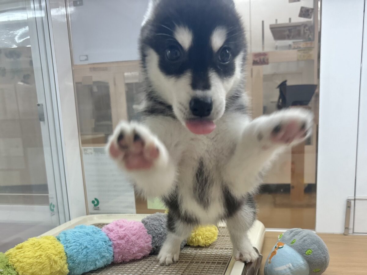 シベリアンハスキー