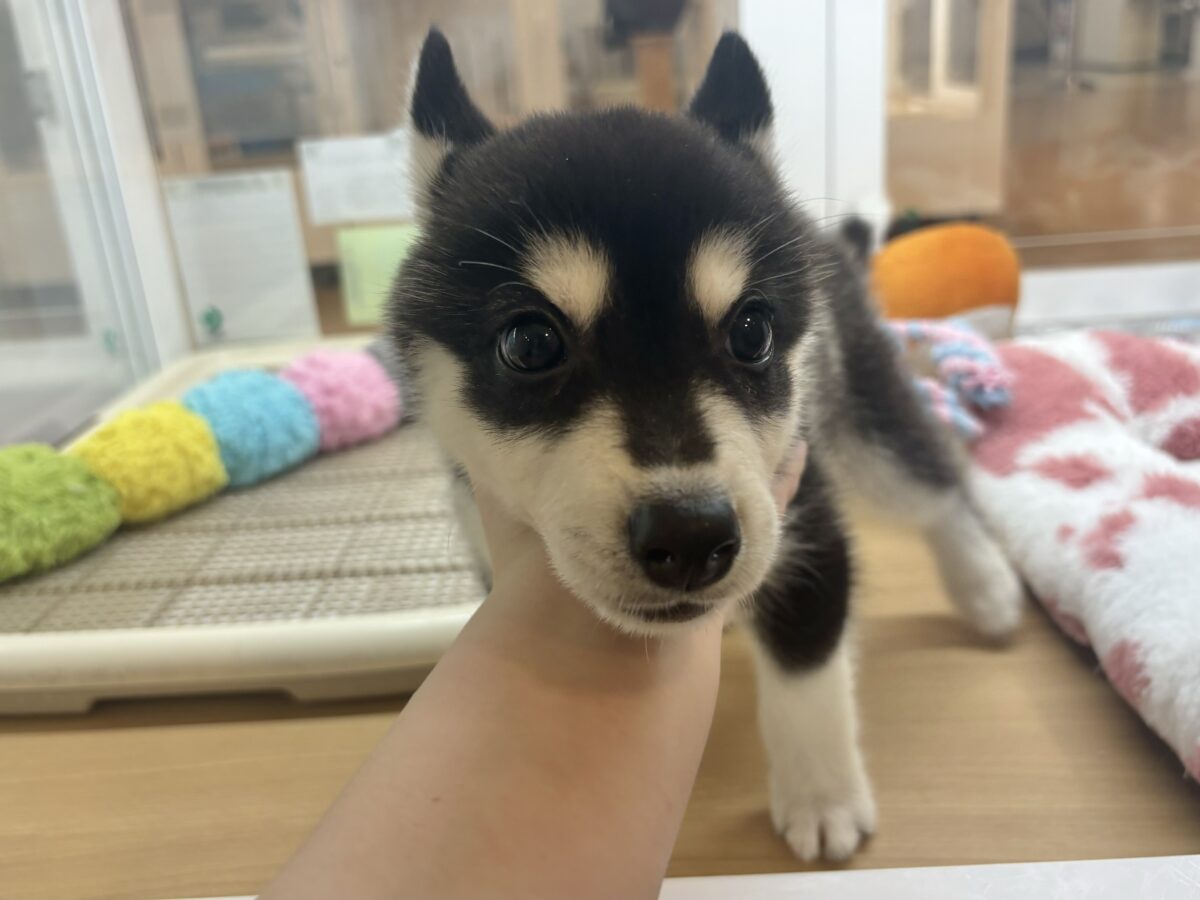シベリアンハスキー