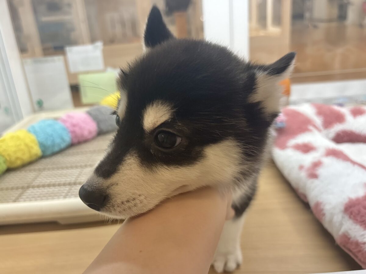 シベリアンハスキー