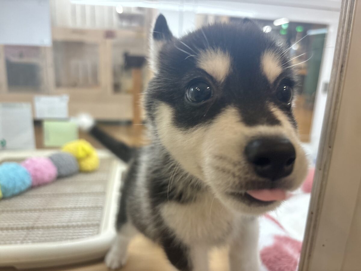 シベリアンハスキー