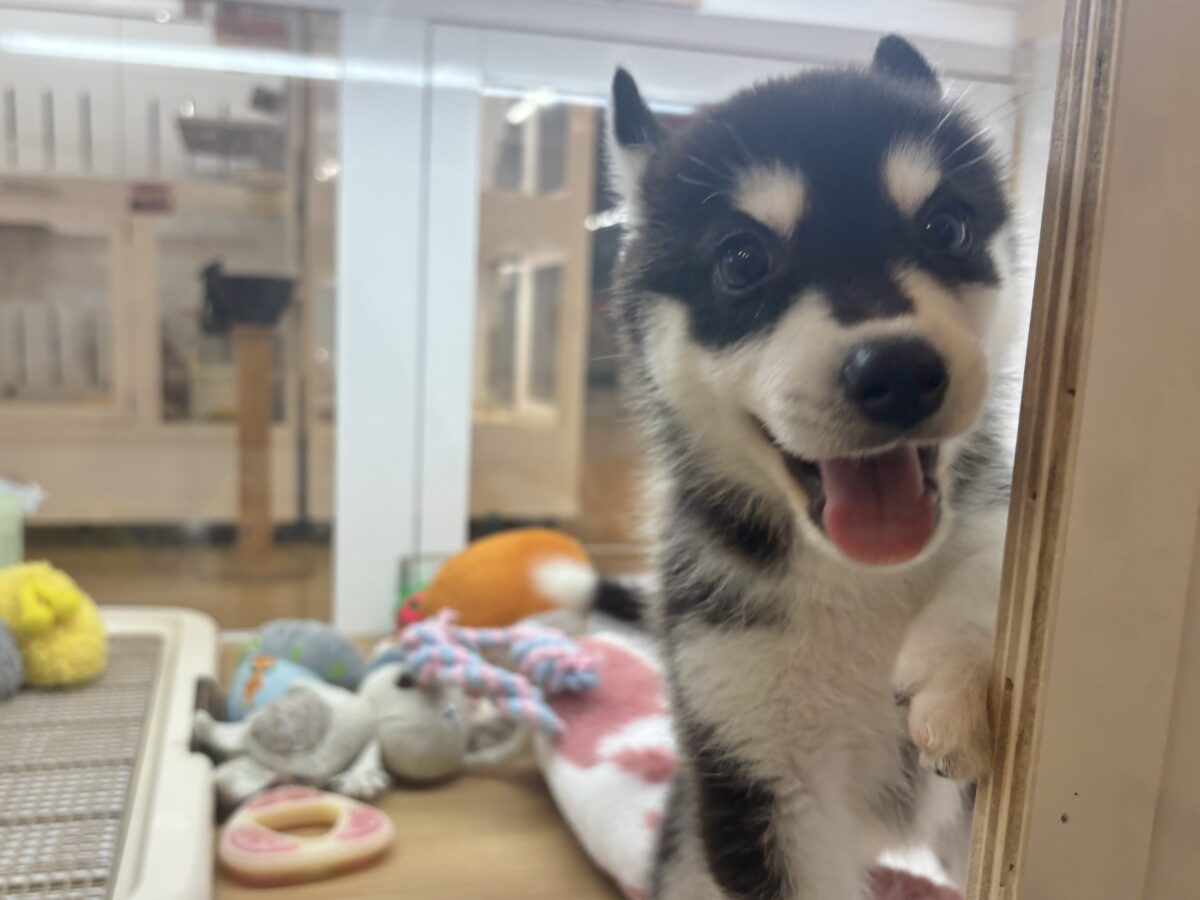 シベリアンハスキー