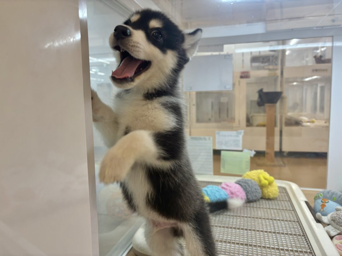 シベリアンハスキー