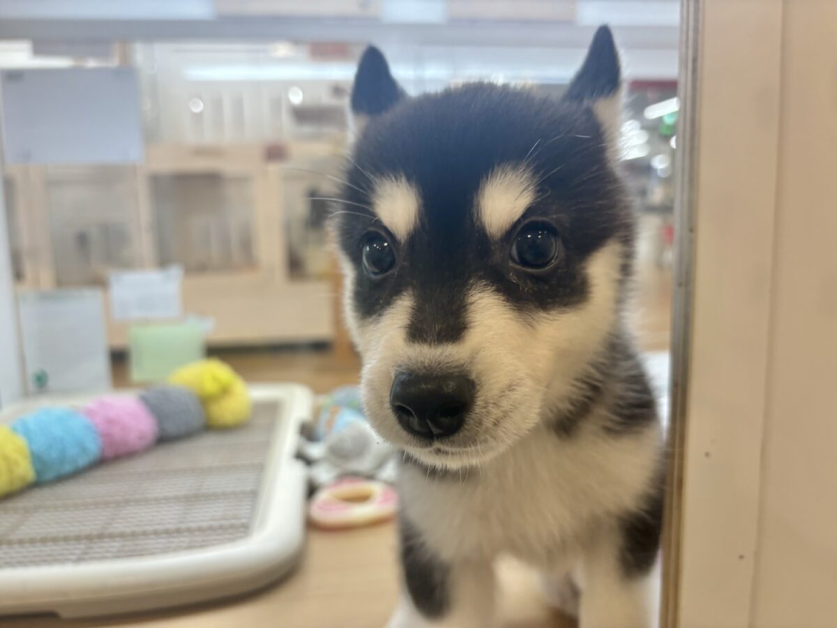 シベリアンハスキー