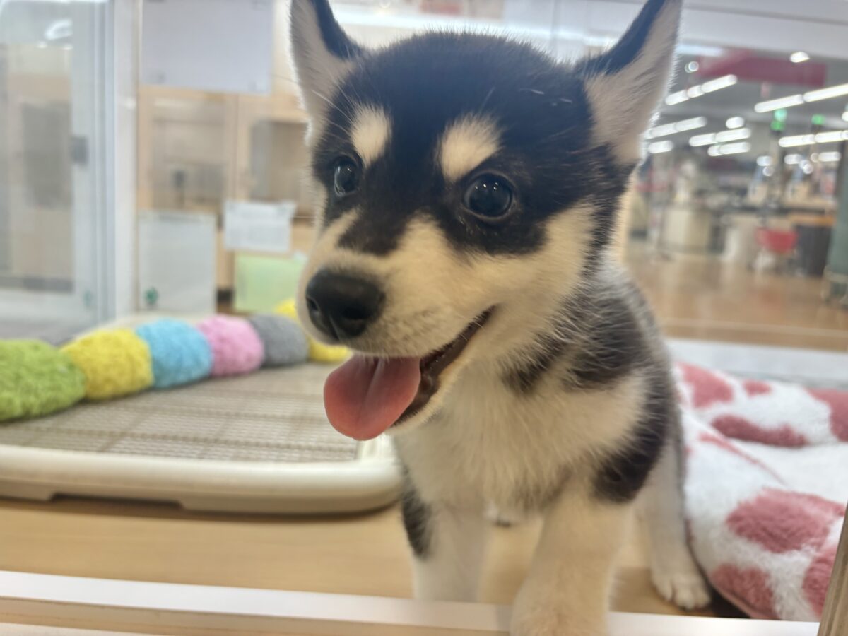 激かわハッピーウィルス♥シベリアンハスキーくん！