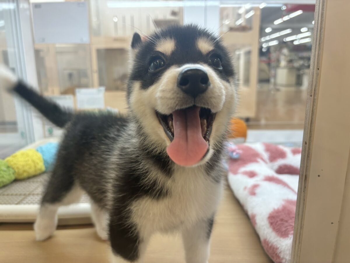 シベリアンハスキー
