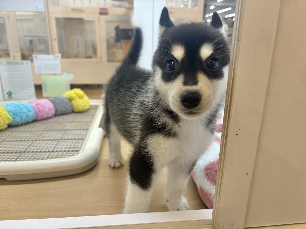 シベリアンハスキー