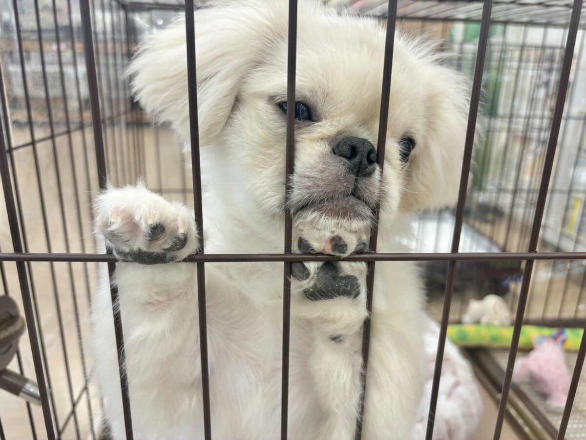 ペキニーズ