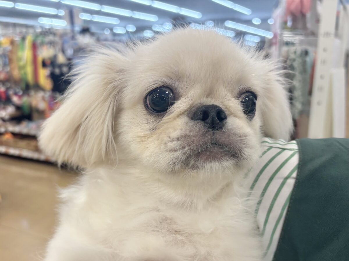 ペキニーズ