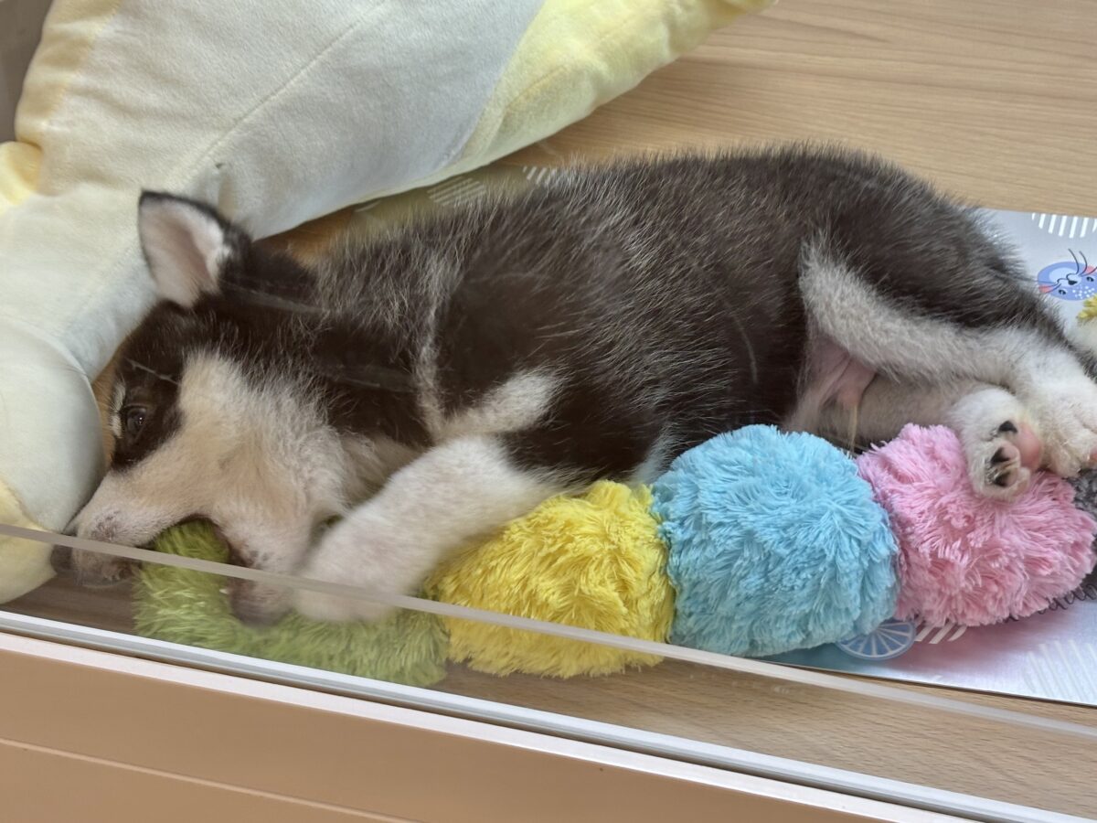 シベリアンハスキー