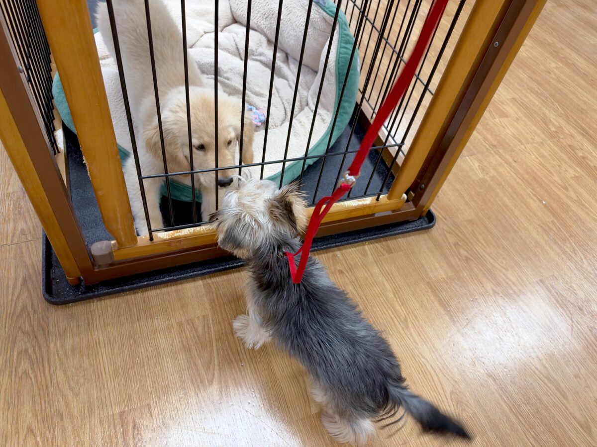 キラキラおめめ‧✧̣̥̇‧ときめきヨーキーちゃん ヨークシャテリア