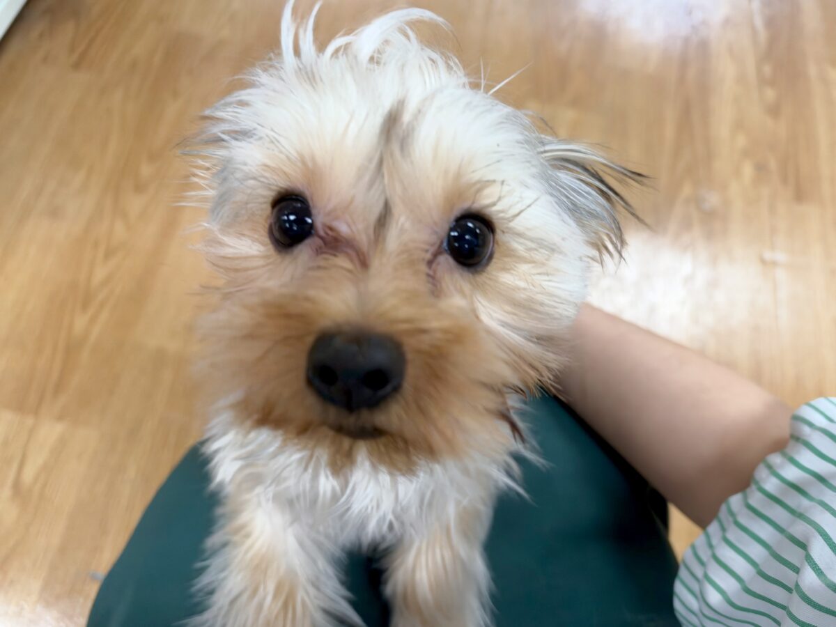 キラキラおめめ‧✧̣̥̇‧ときめきヨーキーちゃん ヨークシャテリア