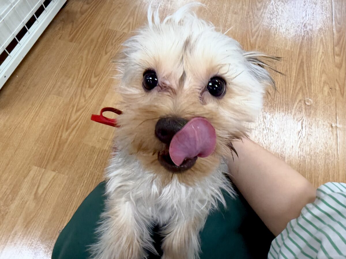 キラキラおめめ‧✧̣̥̇‧ときめきヨーキーちゃん ヨークシャテリア