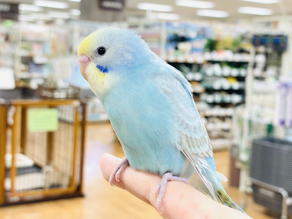 【最新画像】カキカキしてね🩵💛セキセイインコ(パステルレインボー) セキセイインコ