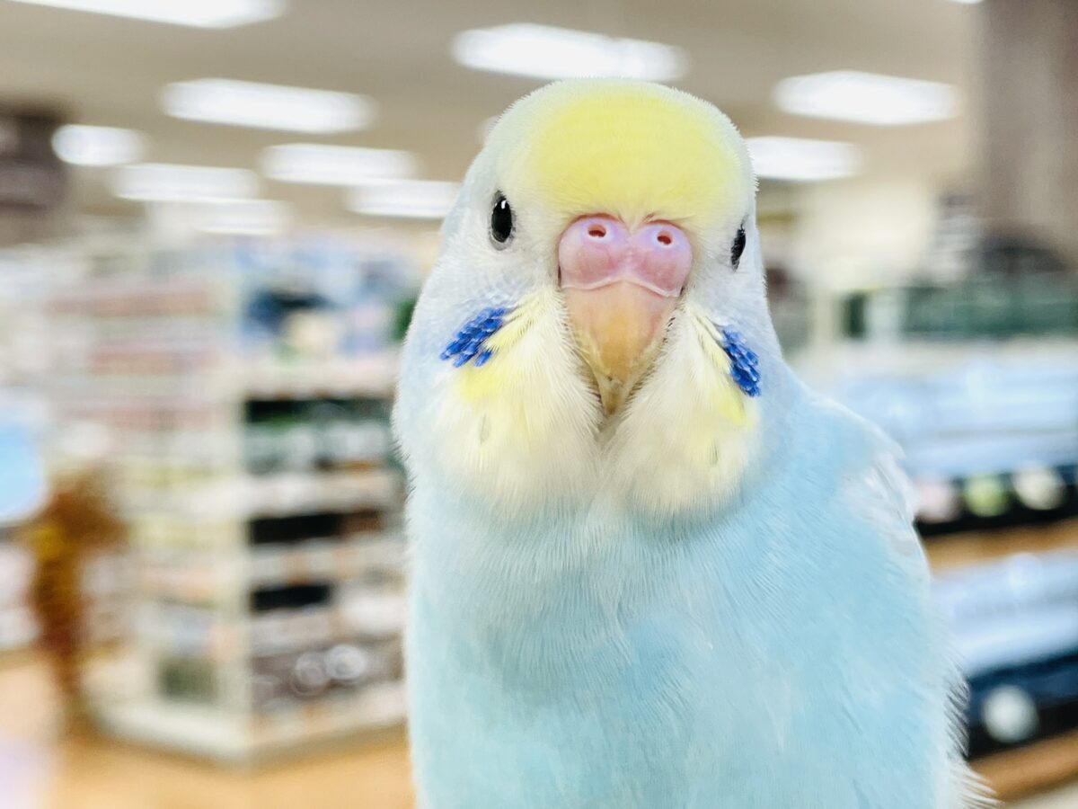 【最新画像】カキカキしてね🩵💛セキセイインコ(パステルレインボー) 【最新画像】カキカキしてね🩵💛セキセイインコ(パステルレインボー)