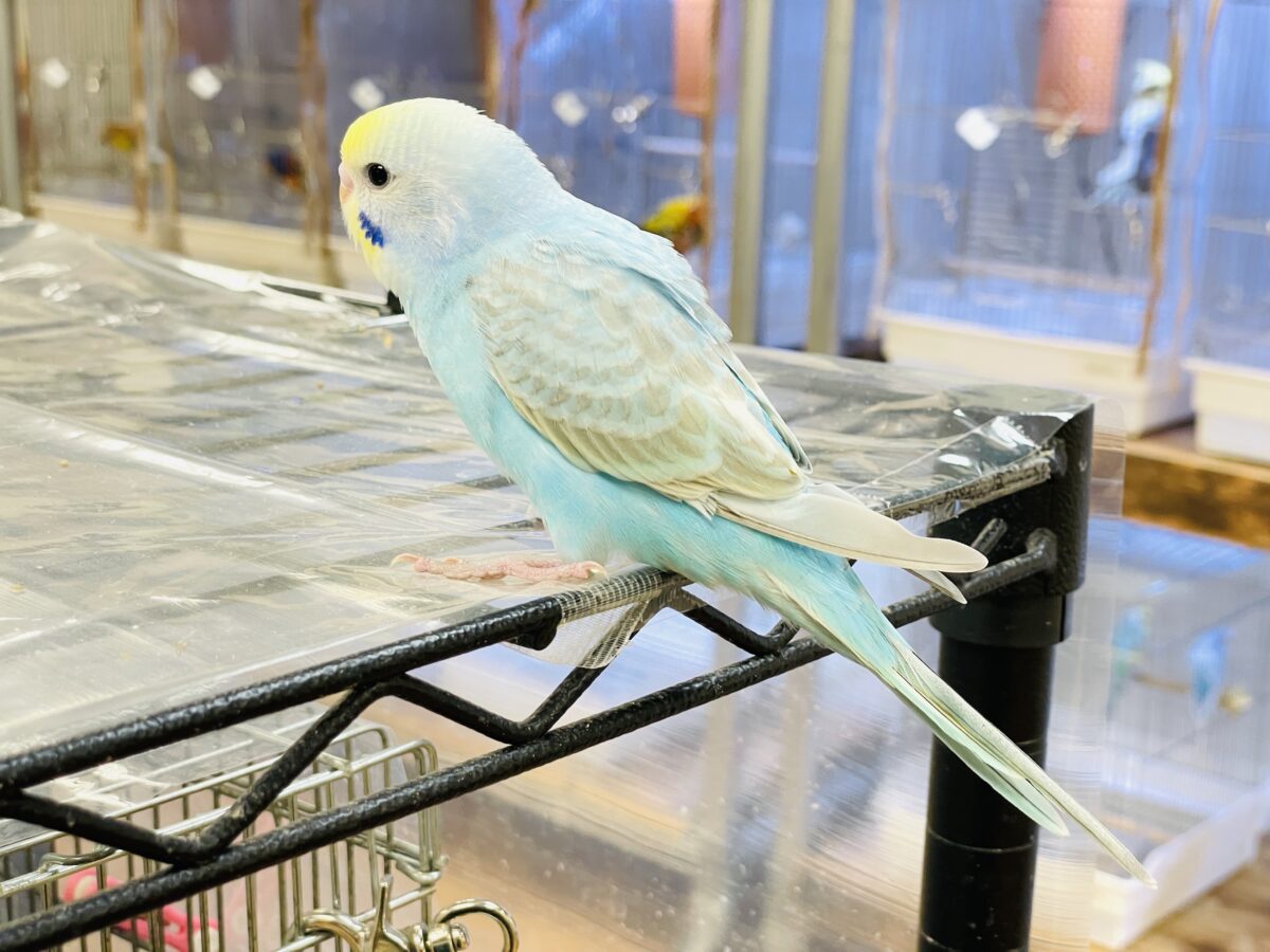 【最新画像】カキカキしてね🩵💛セキセイインコ(パステルレインボー) セキセイインコ