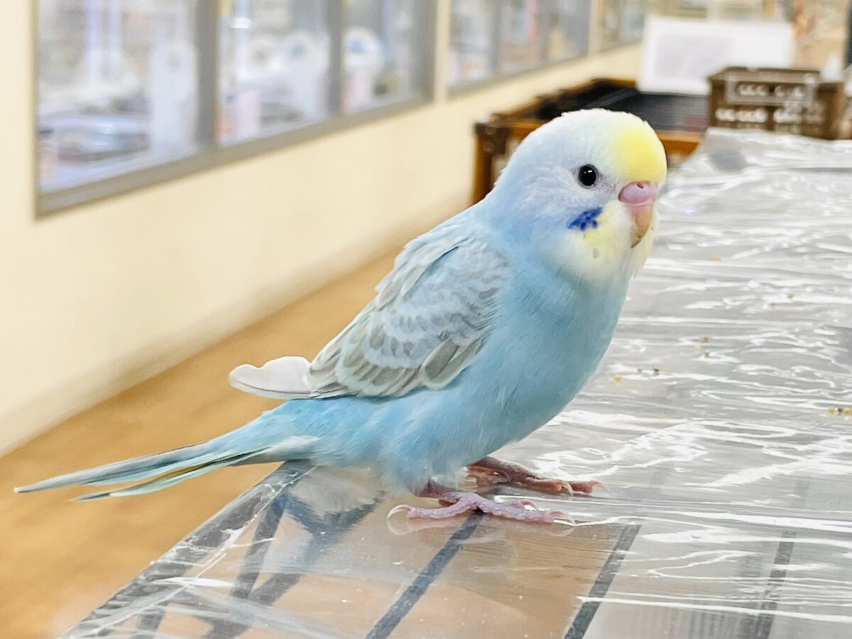【最新画像】カキカキしてね🩵💛セキセイインコ(パステルレインボー) セキセイインコ