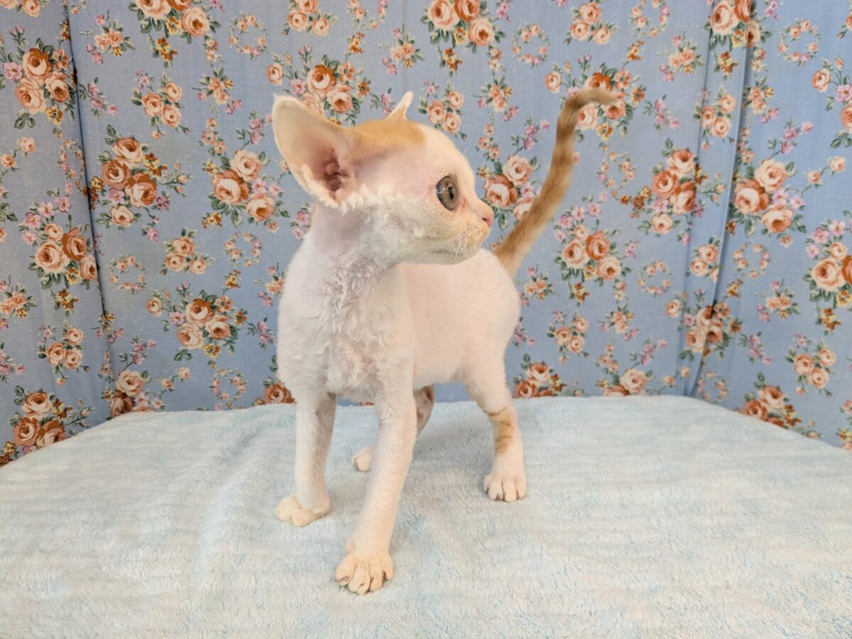 デボンレックス