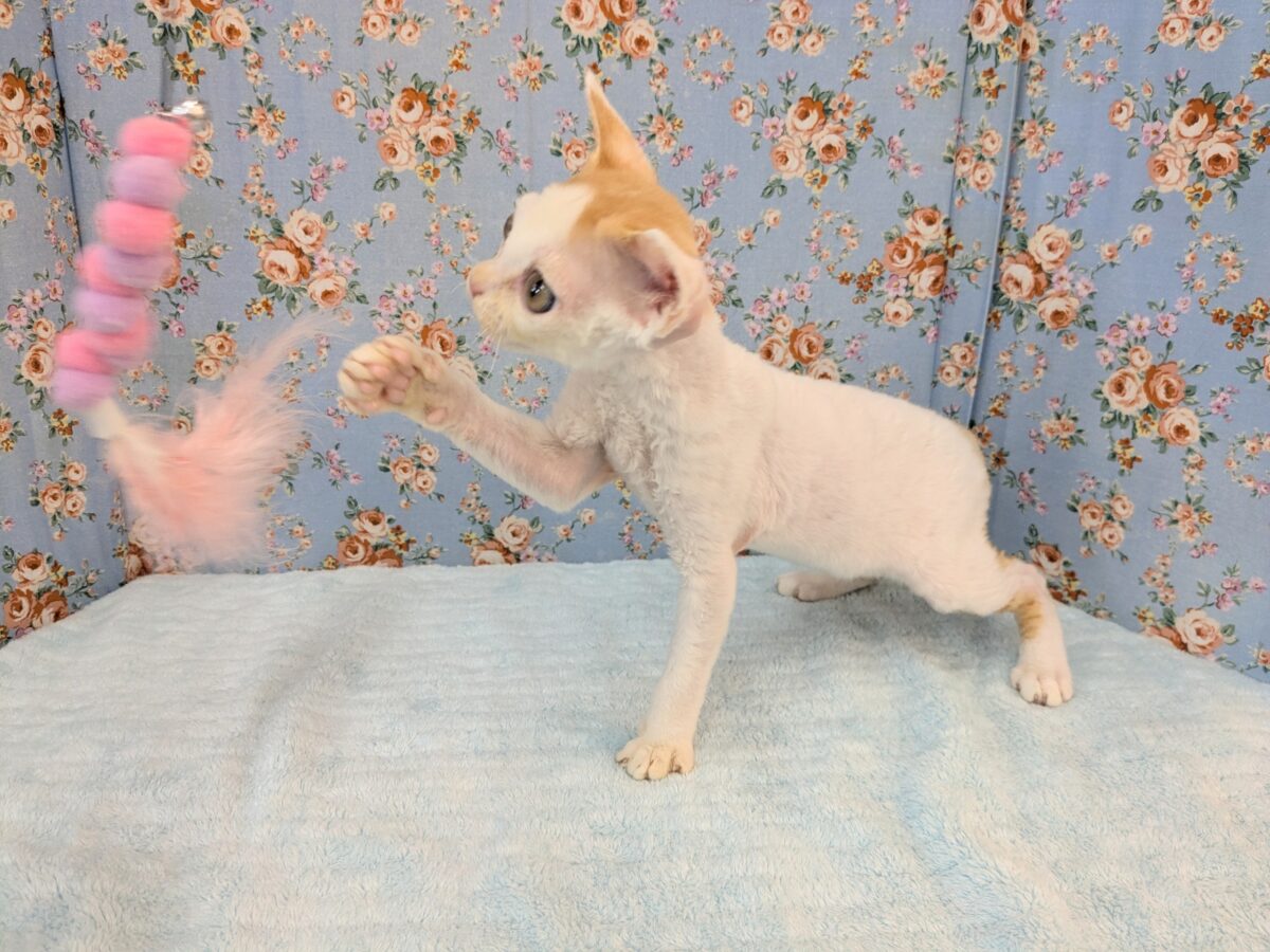 デボンレックス