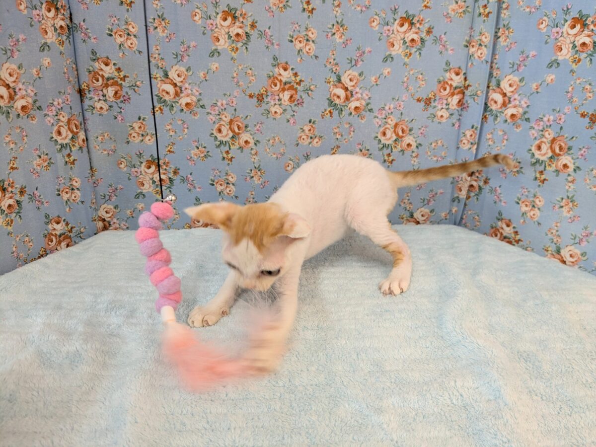 デボンレックス