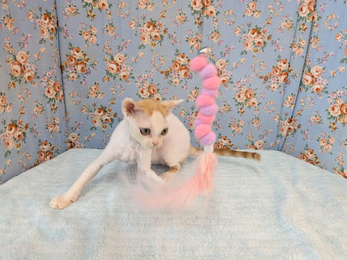 デボンレックス