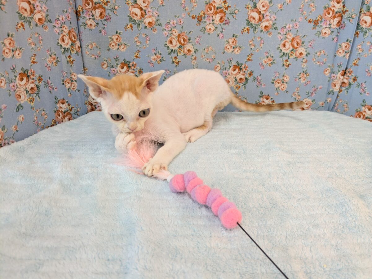デボンレックス