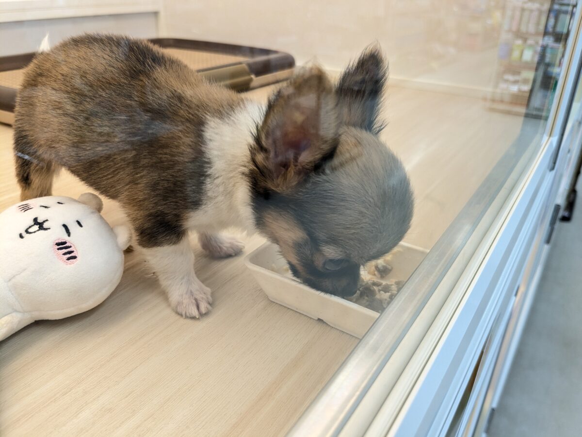 チワワ