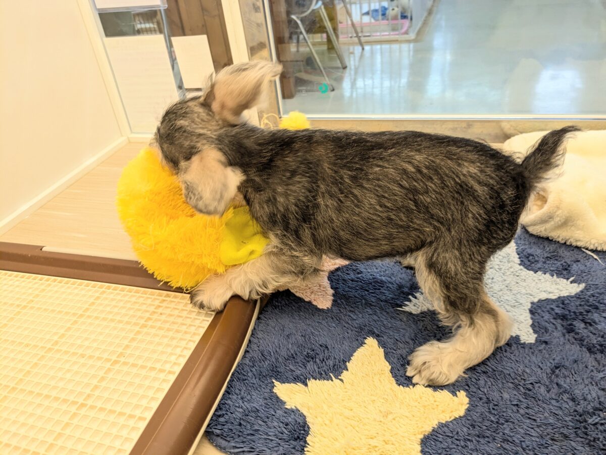 ミニチュアシュナウザー