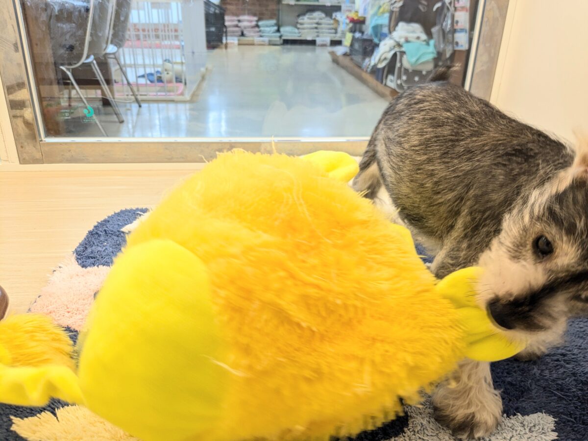 ミニチュアシュナウザー