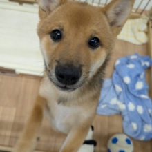 最新画像更新！！どすこい！かりんとうBOY🎵　豆柴犬の男のコ　2026/9/11撮影